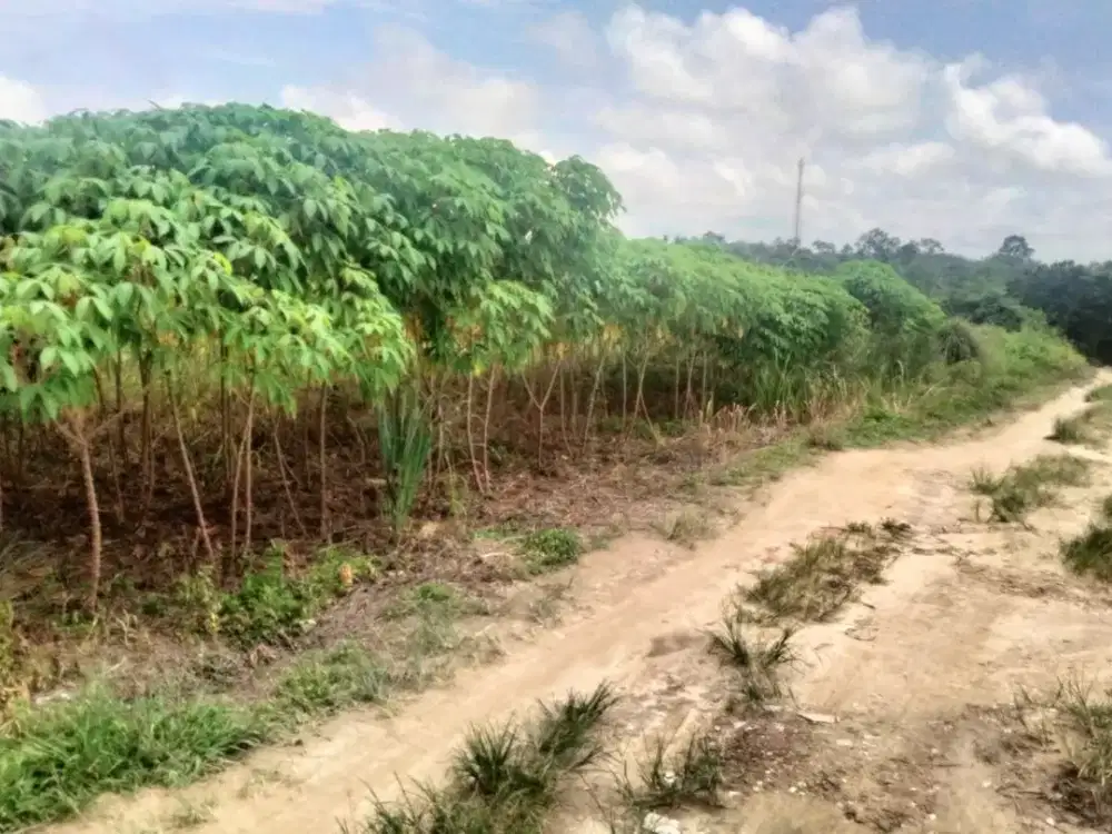 Tanah Kavling Di Jual Jambi 2 menit Ke SMP Negeri 22 Kota Jambi