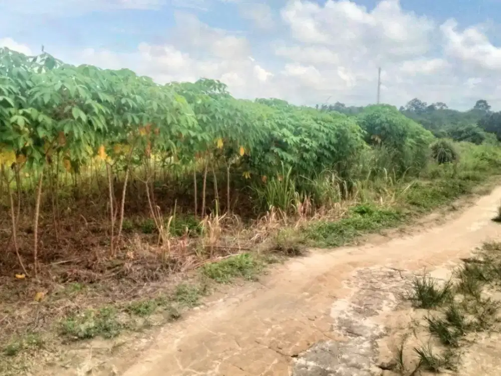 Tanah Di Jual Kota Jambi Hanya 40 Juta Per Tumbuk