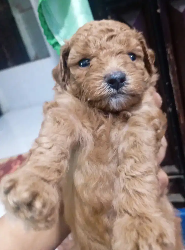 3 ekor puppies Poodle asli anakan jual borongan 1 jantan 2 betina