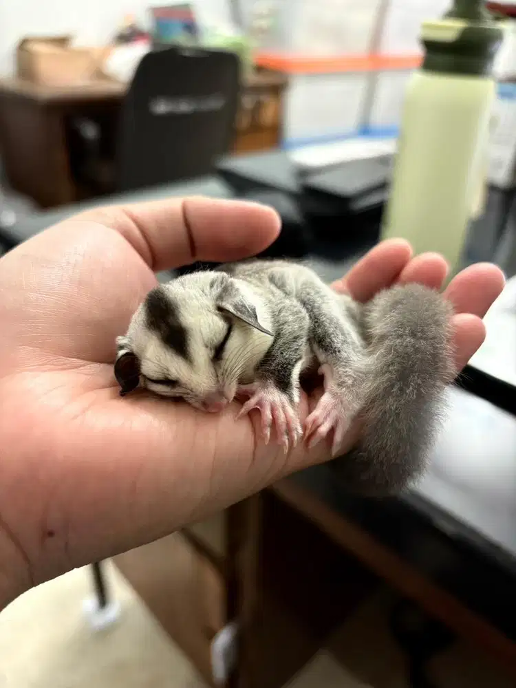 Sugar glider WF jantan