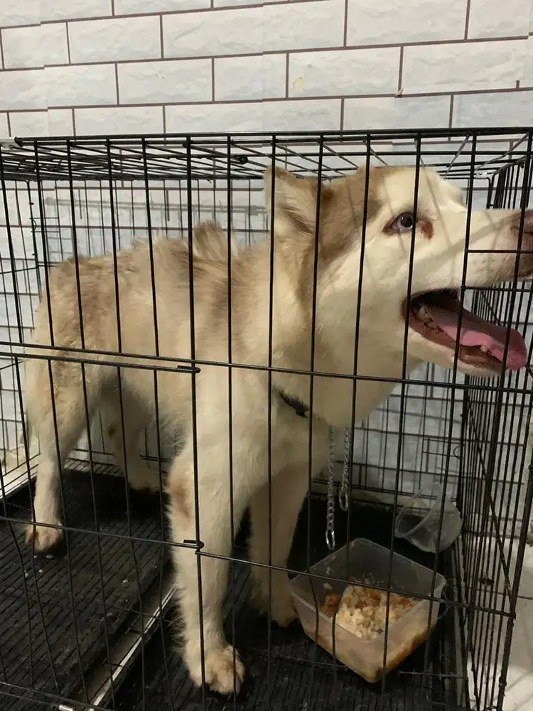 Siberian huskyyy