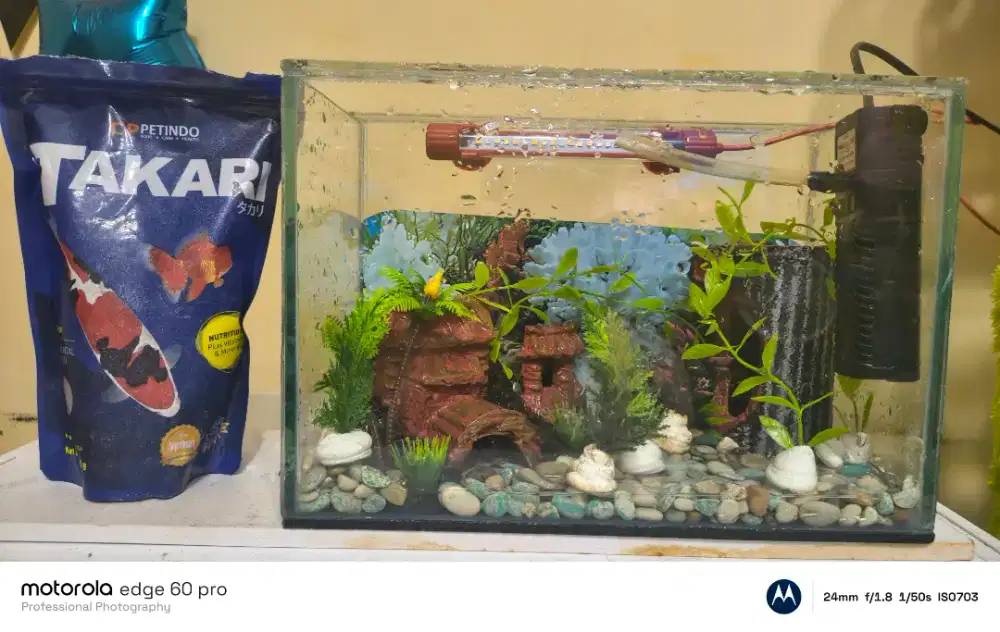 Aquarium Mini Kaca Fullset