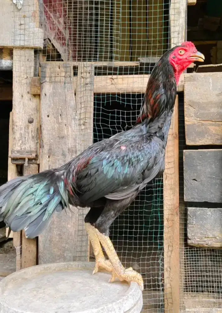 Ayam siam muda -+6bln
