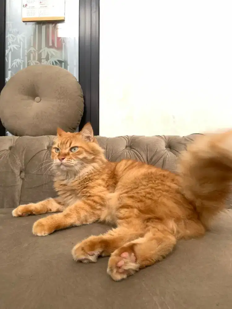 kucing mainecone