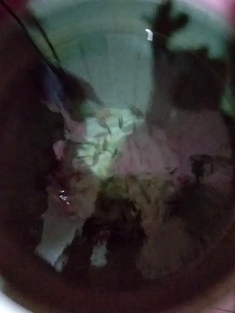 Anakan ikan nila atau mujair ukuran satu jari sampai dua jari
