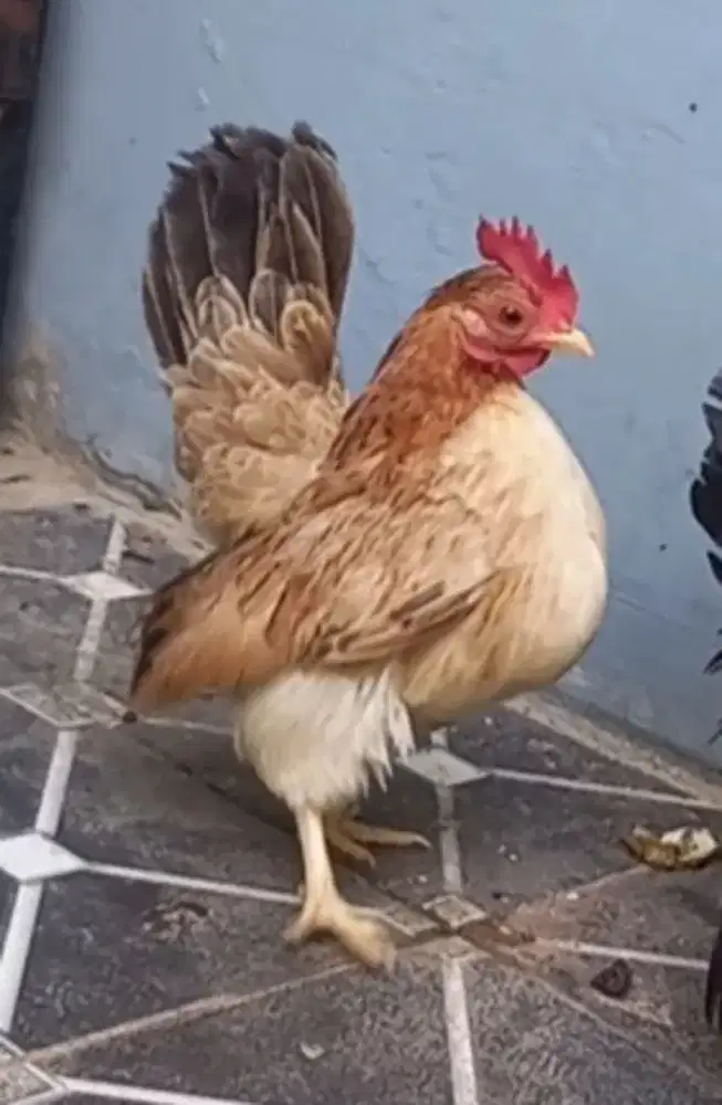 Indukan ayam serama