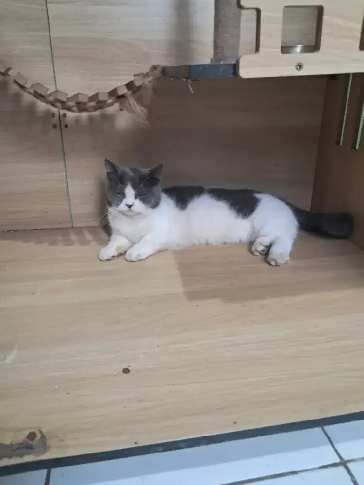 Bsh munchkin  Betina