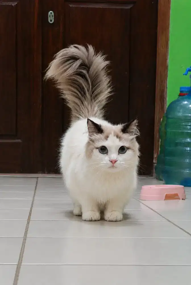 Munckhin ragdoll betina 11 bulan