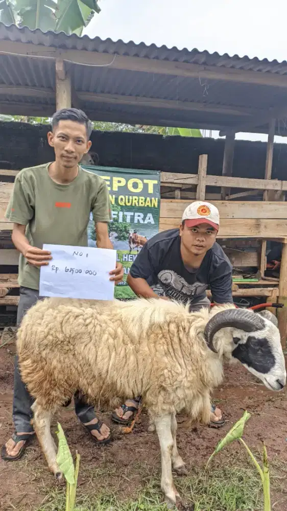 DOMBA MURAH SESUAI SYARIAH