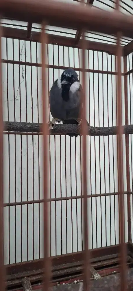 2 poksay hongkong, 1 jalak uren, 2 kenari, gacor kabeh