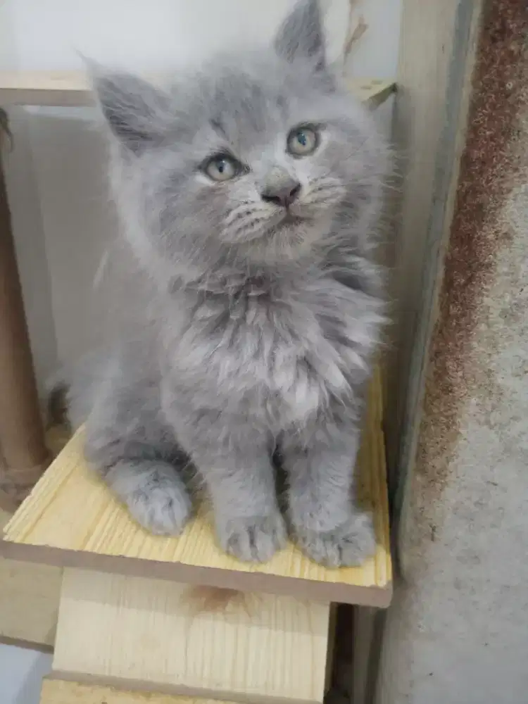 KITTEN PERSIA LONG HAIR