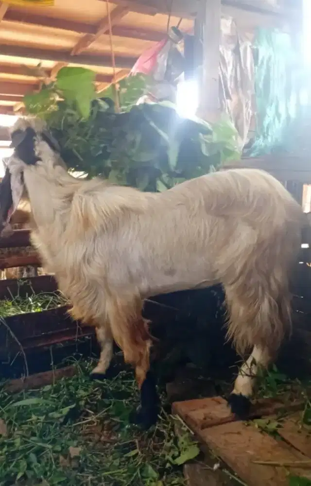 Jual Hewan Qurban Kambing dan Sapi