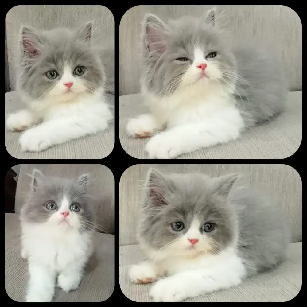 Kitten Persia Jantan bicolour