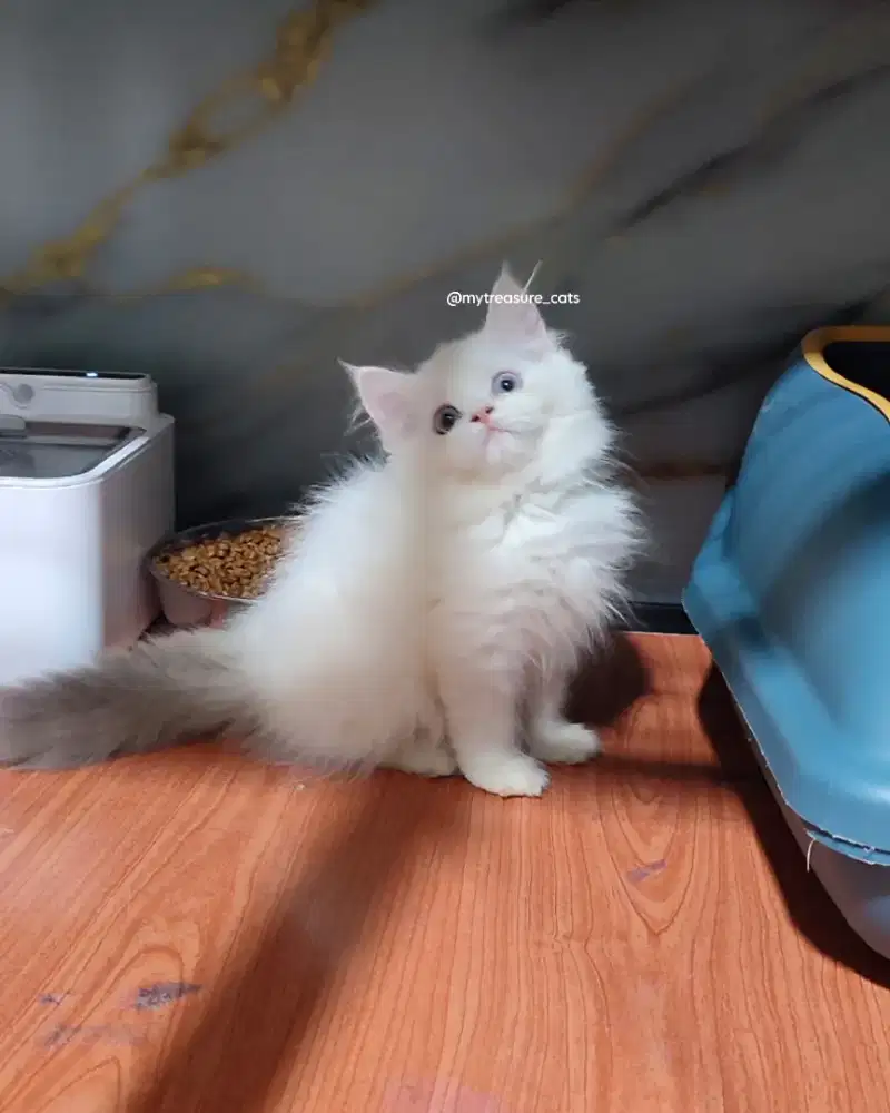 Kucing Kitten Ragdoll Blue Lynx Van Bicolor Betina NON PED