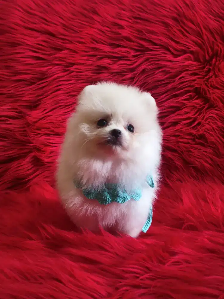 Jual Minipom Jantan Semarang