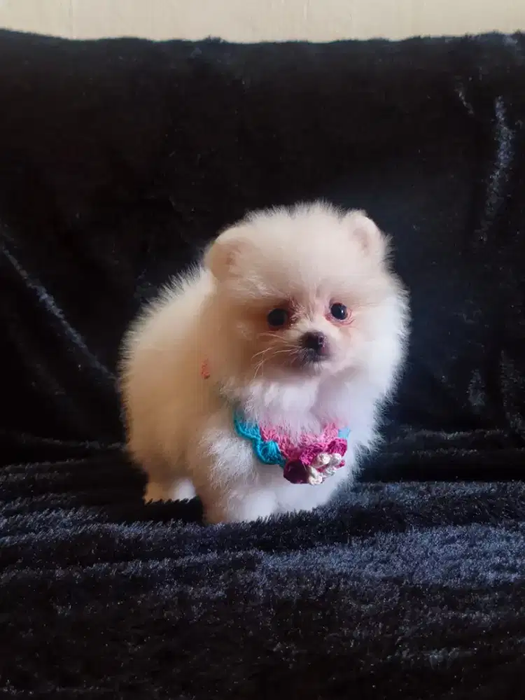 Jual Super Minipom Betina Semarang
