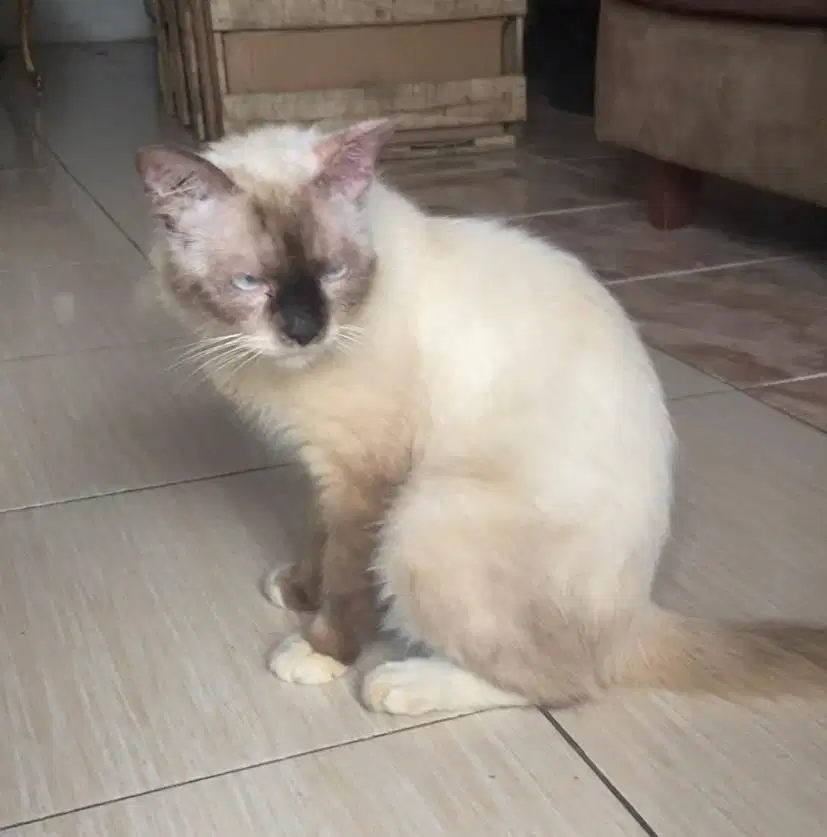 Kucing himalaya jantan