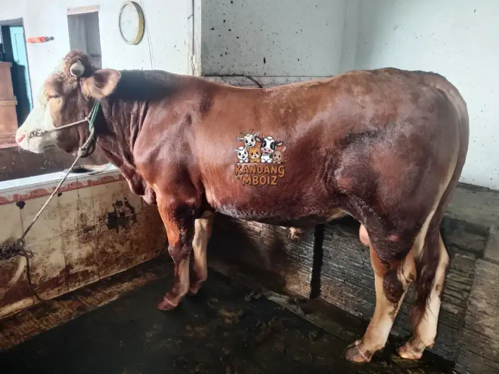Sapi Qurban bobot 650kg