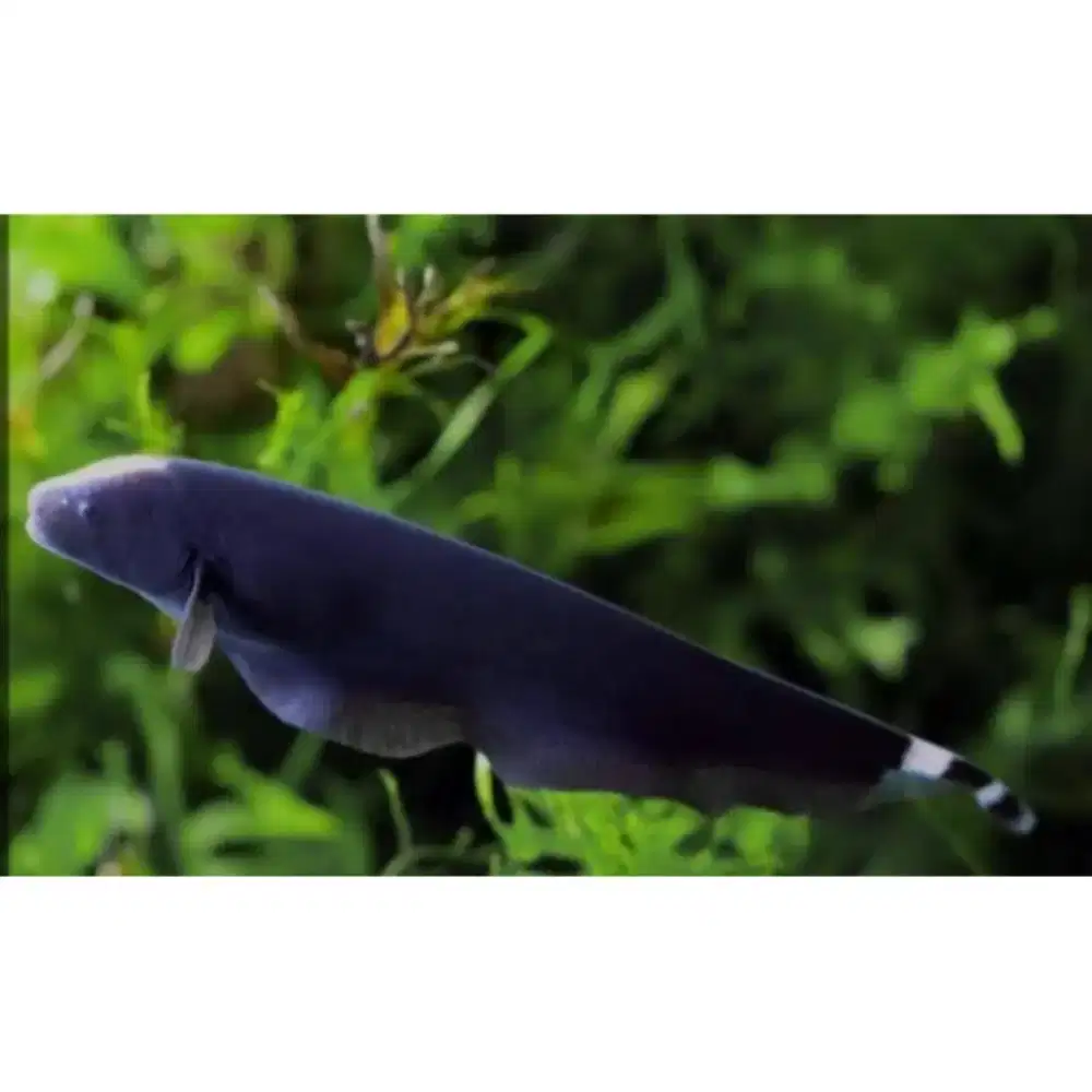 Ikan Black Ghost