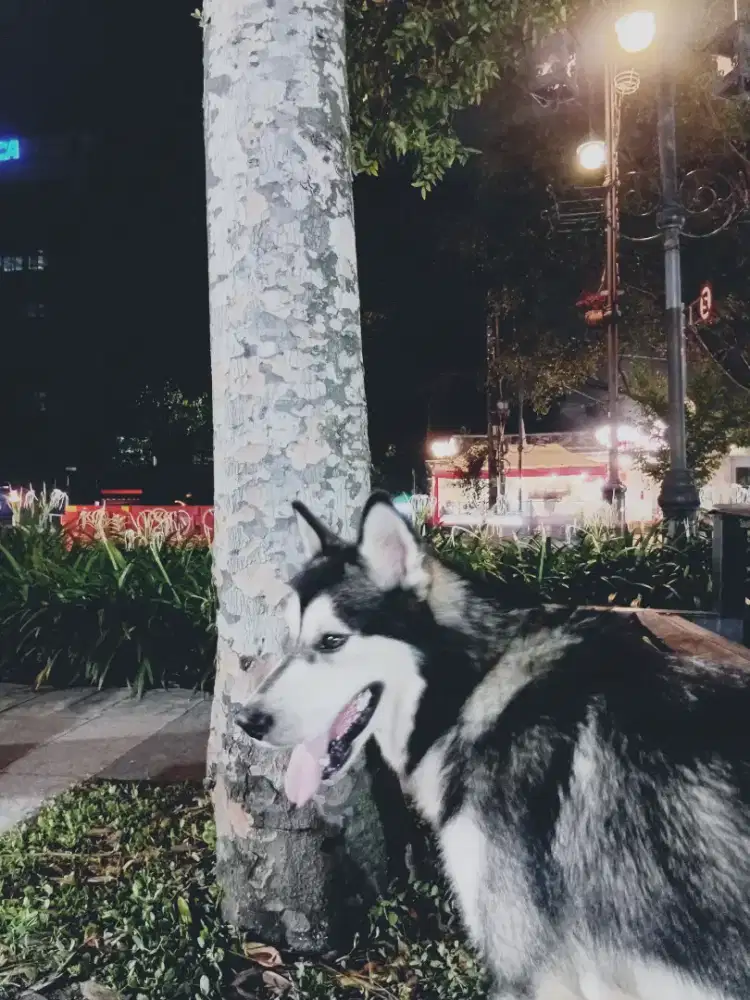 Husky jantan umur 1thn