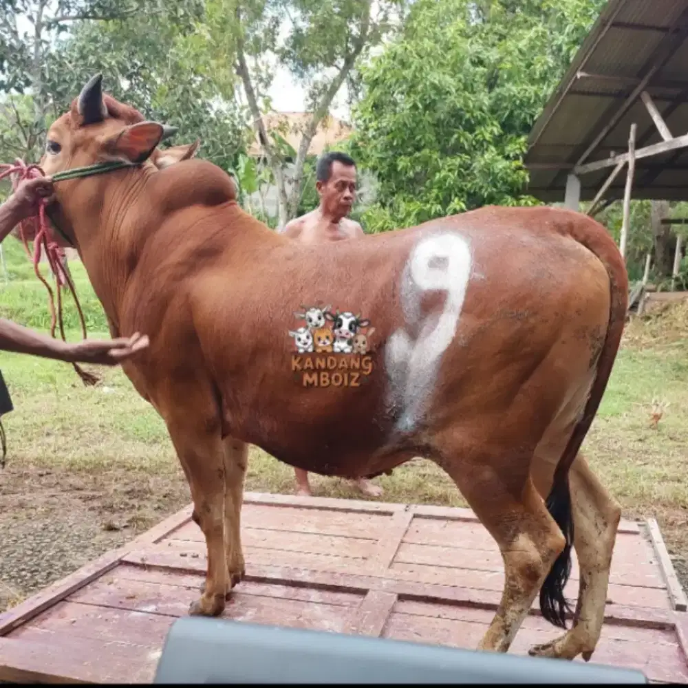 Sapi Qurban bobot 225 kg