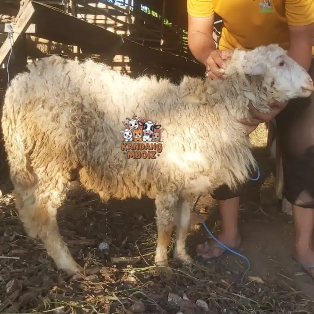 Domba Qurban type Super