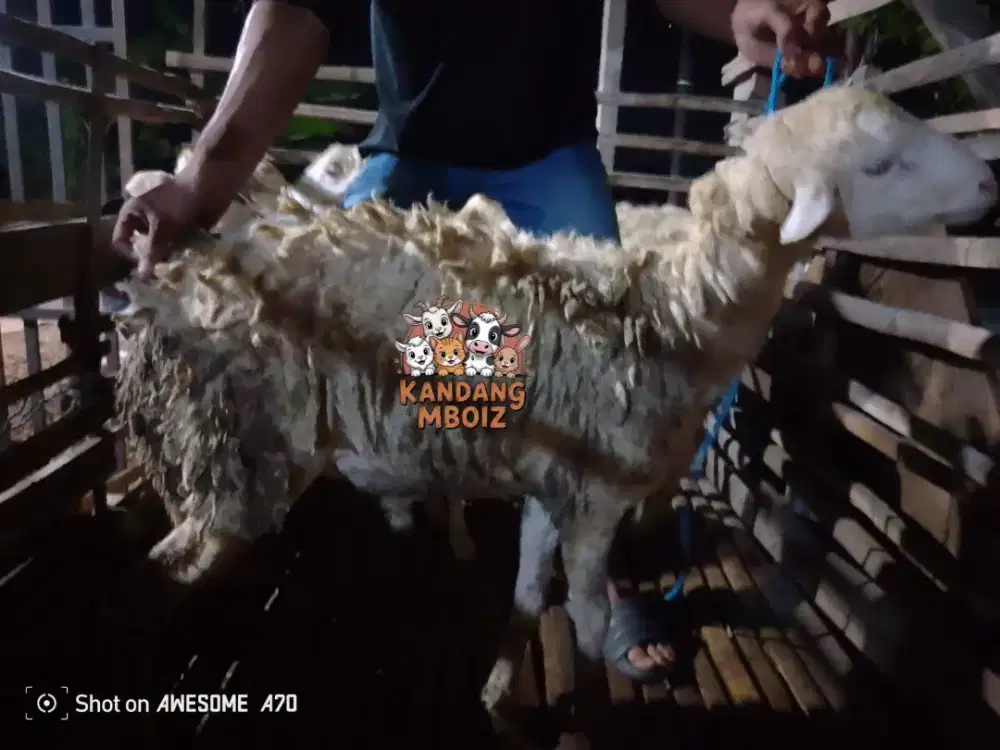 Domba Qurban type Premium