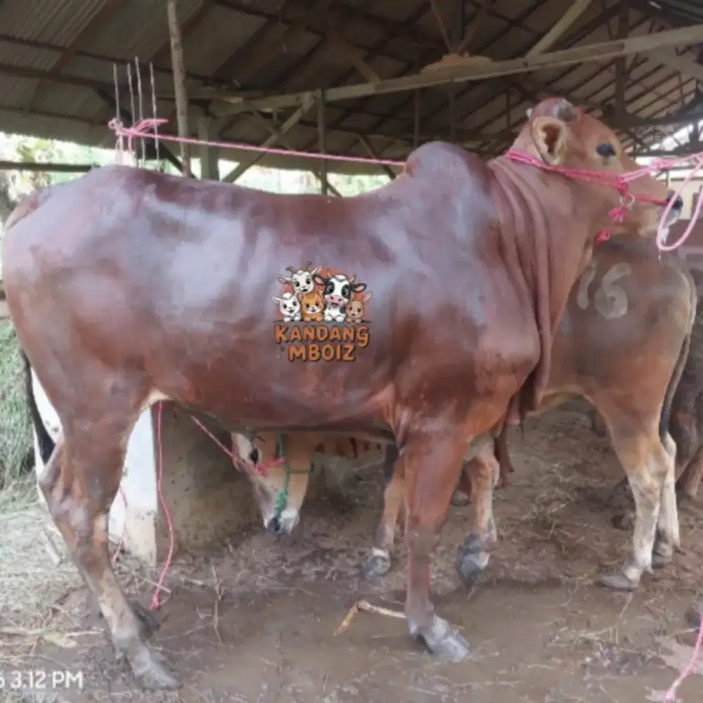 Sapi Qurban bobot 400 kg