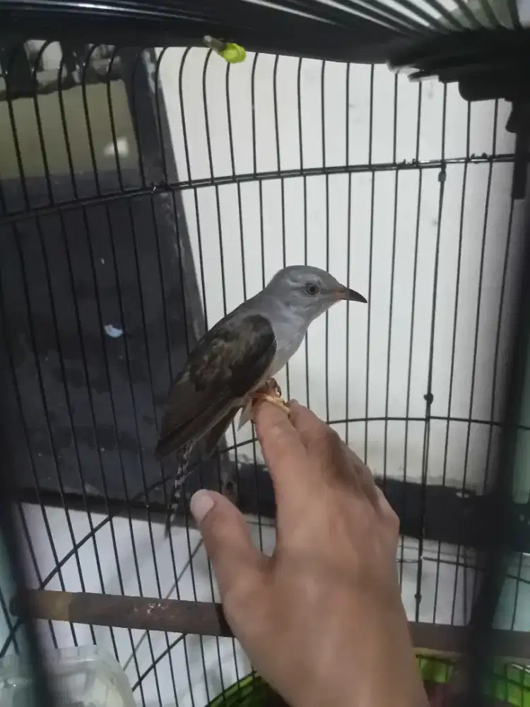 Burung kedasih uncung dada tembaga muda rawatan pur total