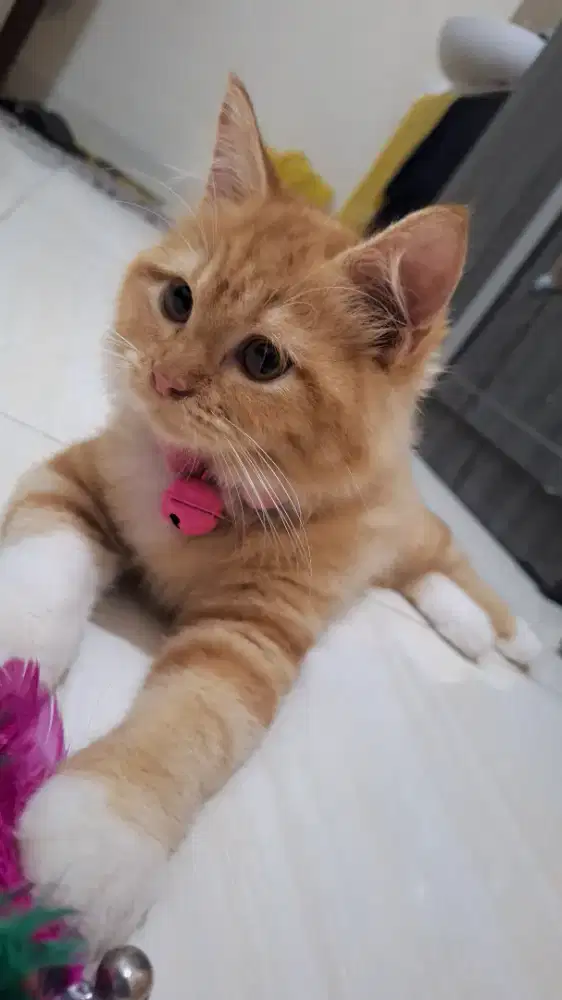 Kucing Persia Oren Putih Betina 4 Bulan