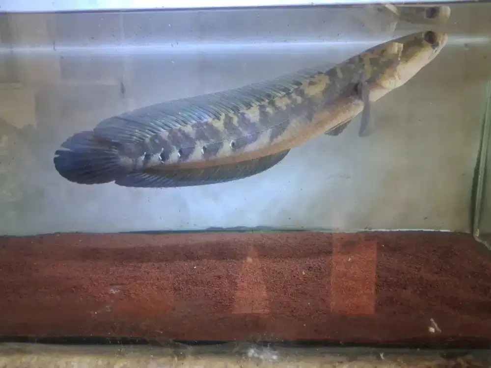 Ikan chana maru uk 30+cm