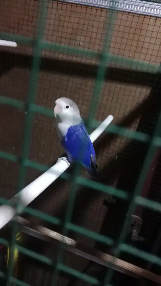 Jual Love bird pasvio burja