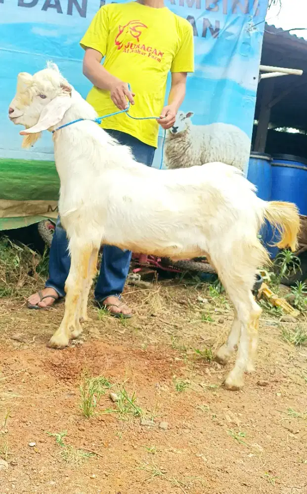 kambing kurban murah