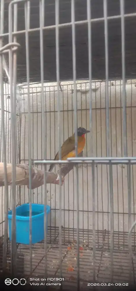 burung kutilang emas