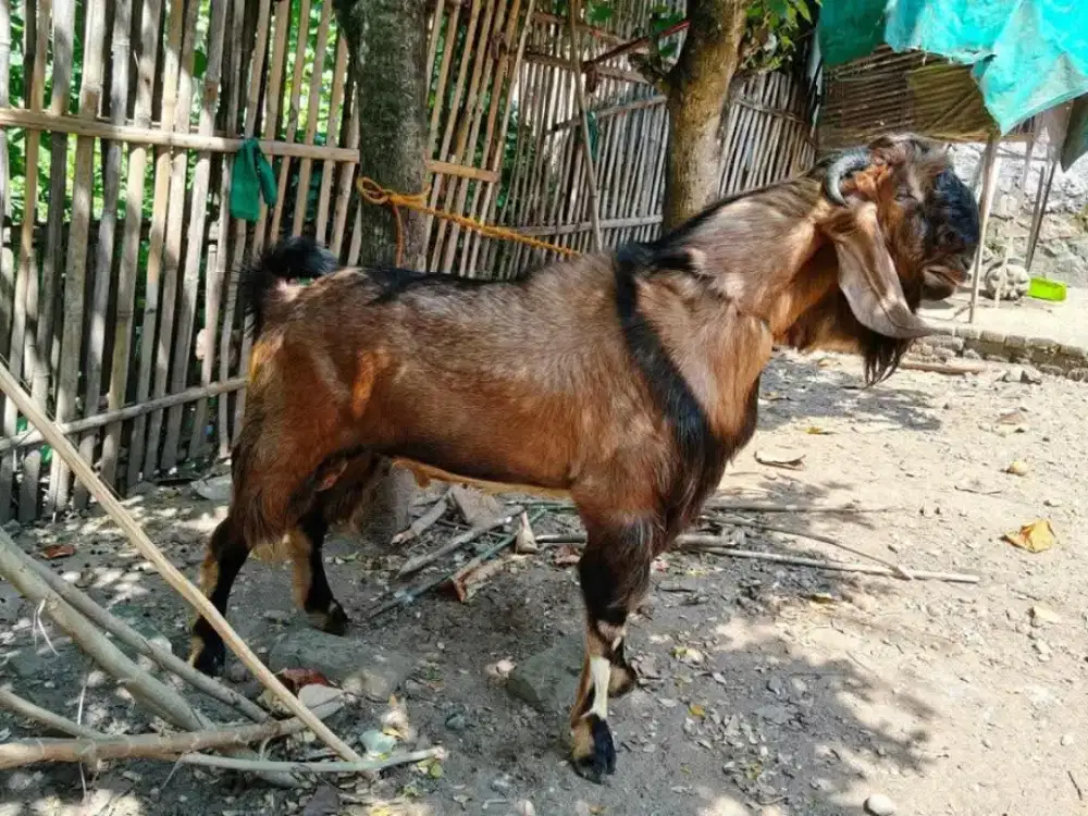 KAMBING PE/JAWA RANDU JUMBO BOBOT 60KG