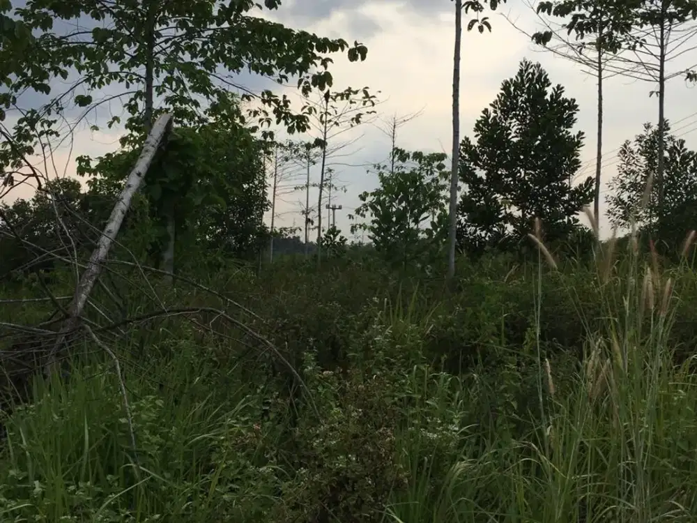 Dijual Tanah Dijalan Pramuka Pekanbaru Riau