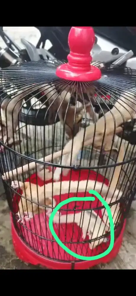 Jual Sugar glider