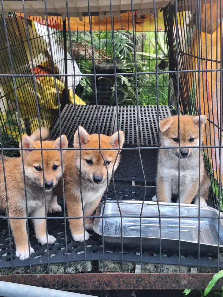 Ready anakan Shiba Inu. Bloodline jepang