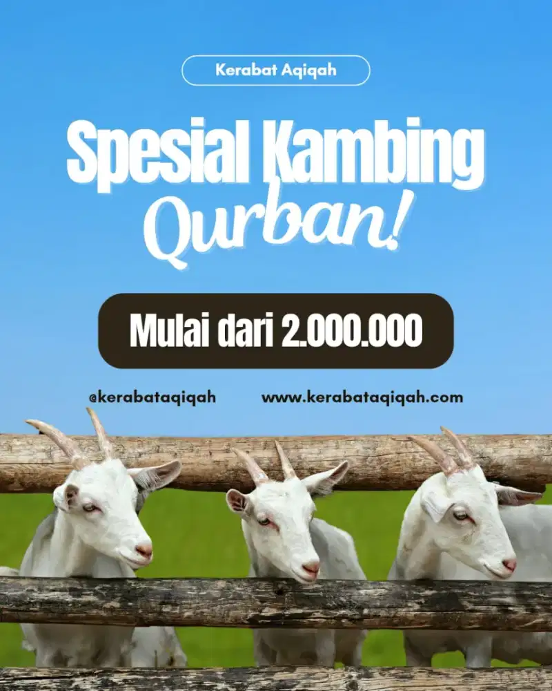 Kambing Kurban Super Murah