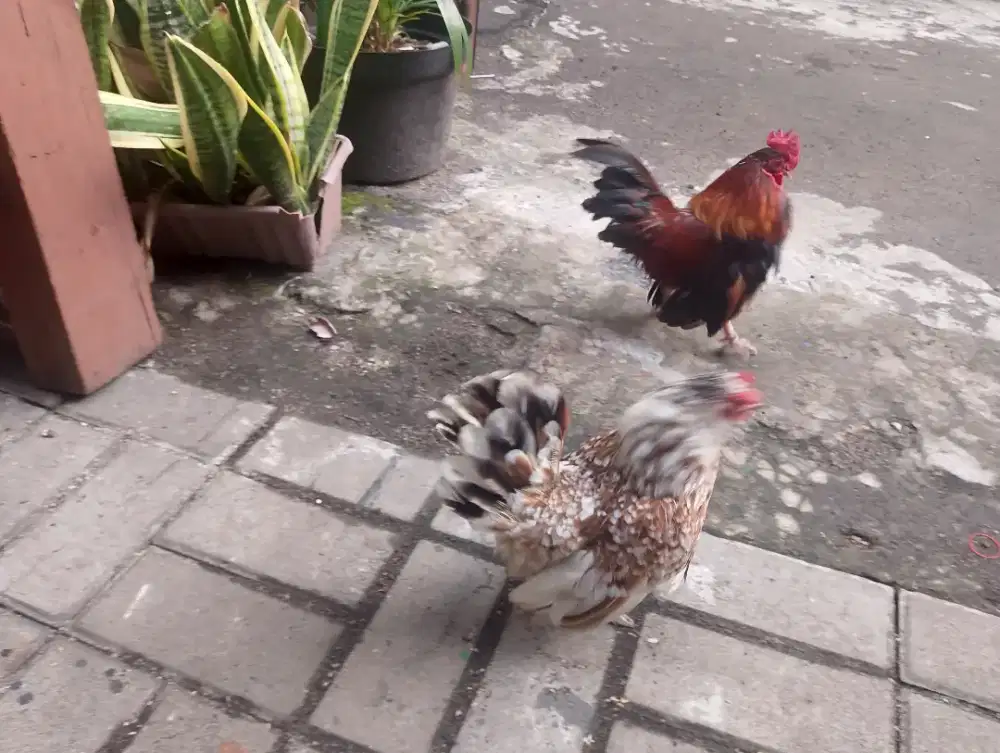 ayam Kate sepasang