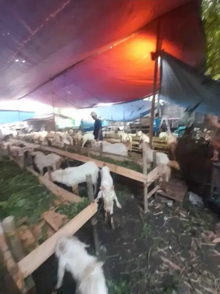 Menyediakan kambing qurban dan aqiqah murah jakarta timur