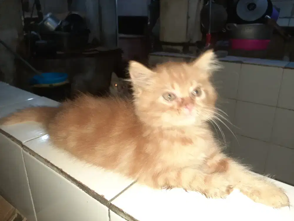 Lepas adop kucing persia