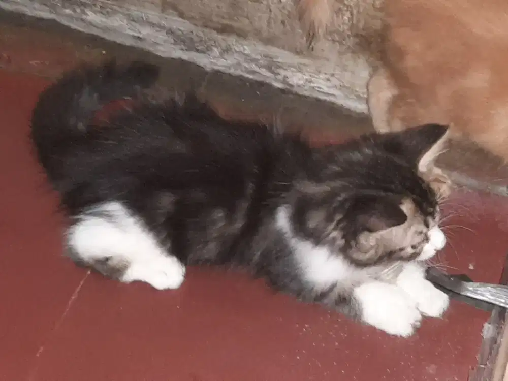 Lepas adop kucing persia