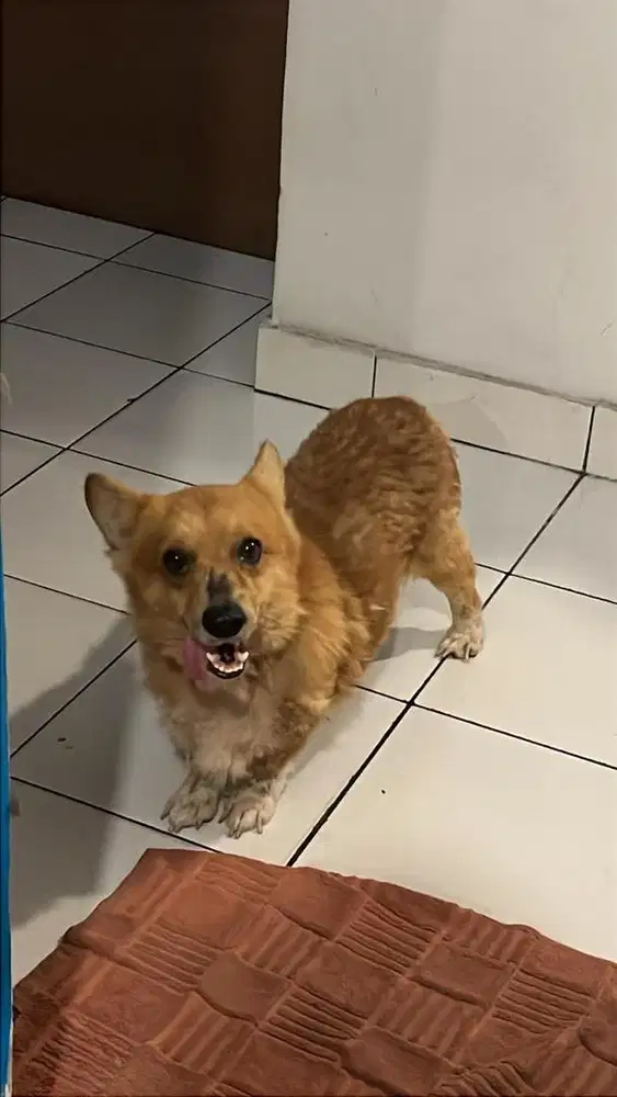 corgi jantan 3thn
