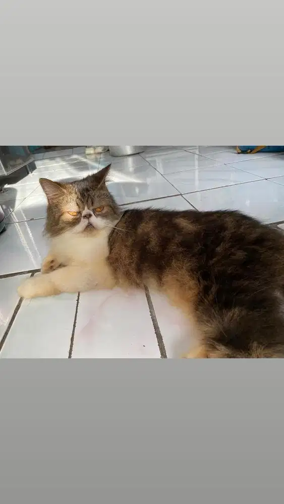 Kucing peaknose, ganti pakan aja ,karna kasian sering di tingal2 , ...