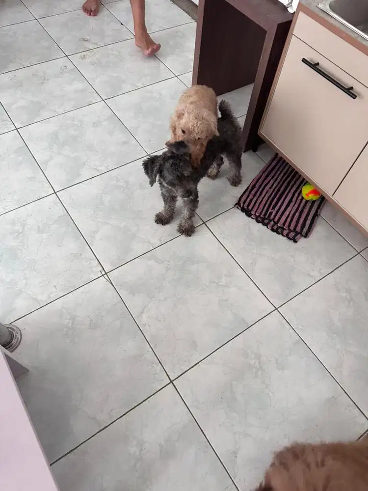 poodle silver jantan