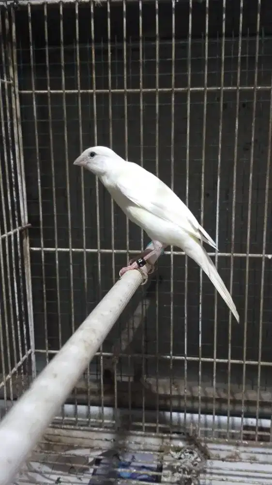 Burung kenari AFsf paud/anak