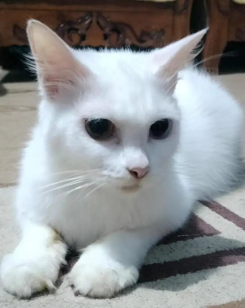 Persia odd eye betina