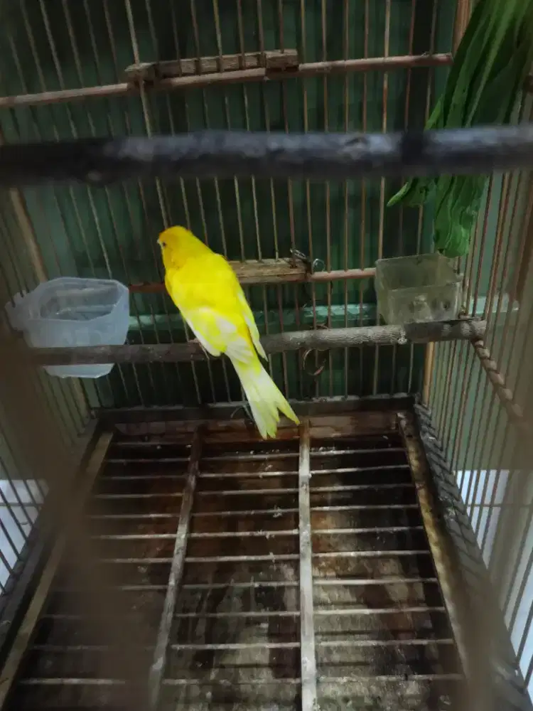 Burung kenari jenis loper kuning jantan