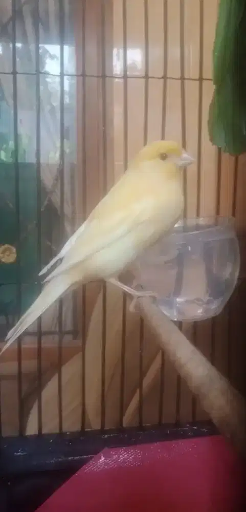 DI JUAL BURUNG KENARI AF + KANDANG